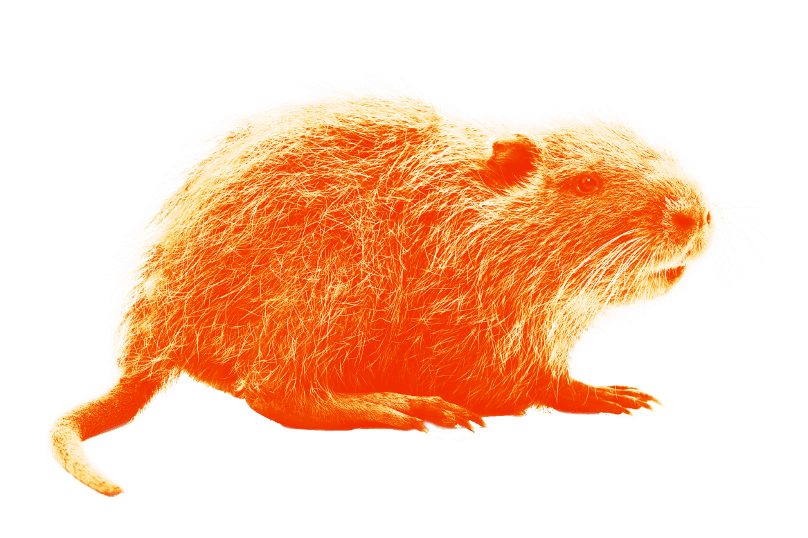 Dabar under construction